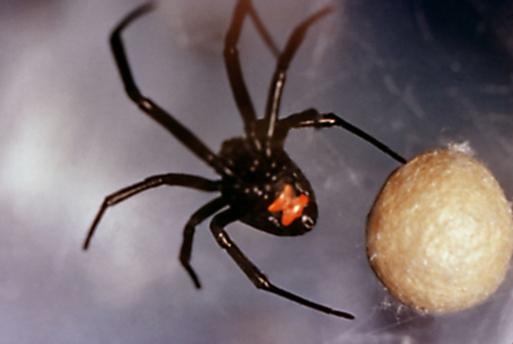A black widow spider, a venomous species now common in the American West, wrapping up its prey. (Smith Collection/Gado/Getty Images)