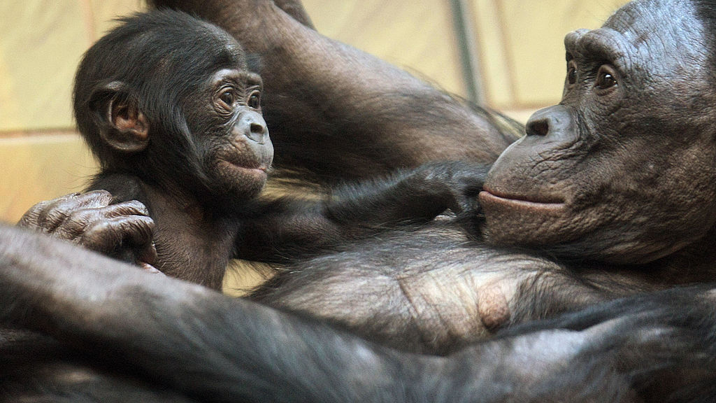 Three-months old baby bonobo Nakarla (L) plays with its mother Ukela on March 19, 2008 at the zoo in Frankfurt/M. (THOMAS LOHNES/DDP/AFP via Getty Images)