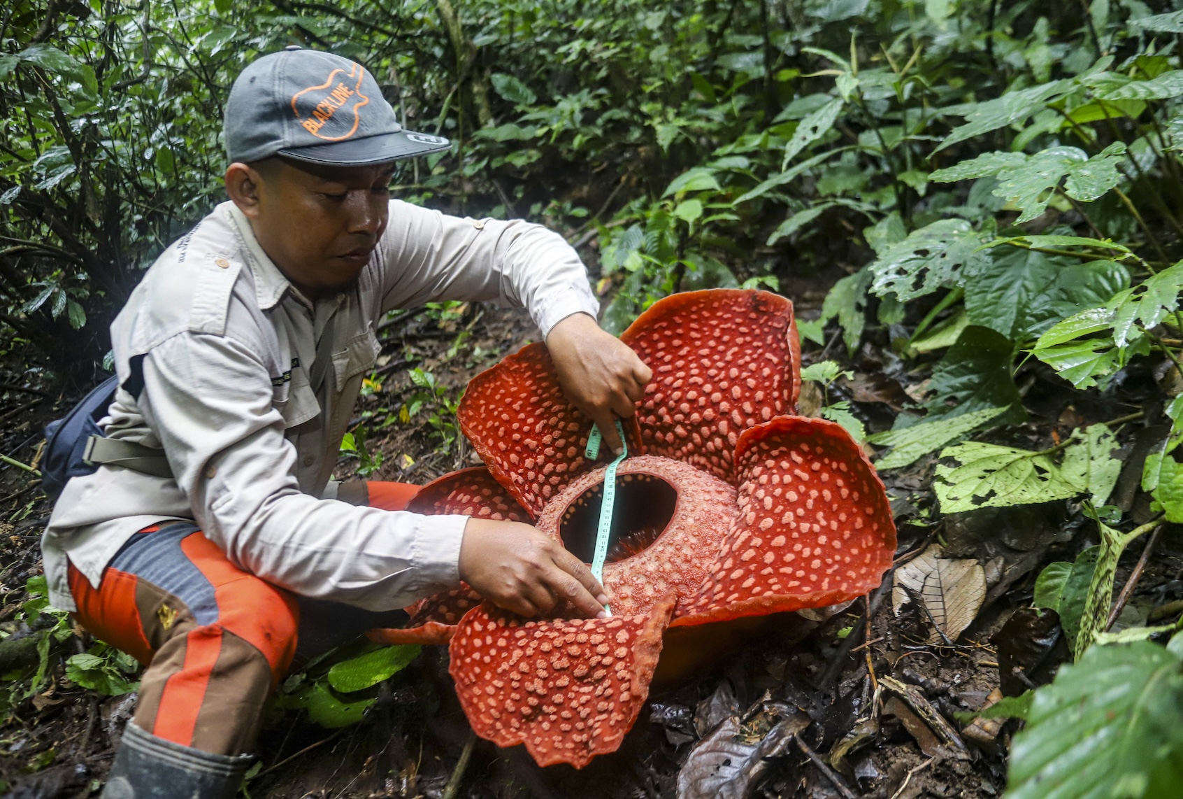 A man measures the leaves of the Rafflesia Arnoldii flower at Palupuah Forest, Agam District, West Sumatra, Indonesia on September 16, 2024. (Getty Images / Anadolu / Contributor)