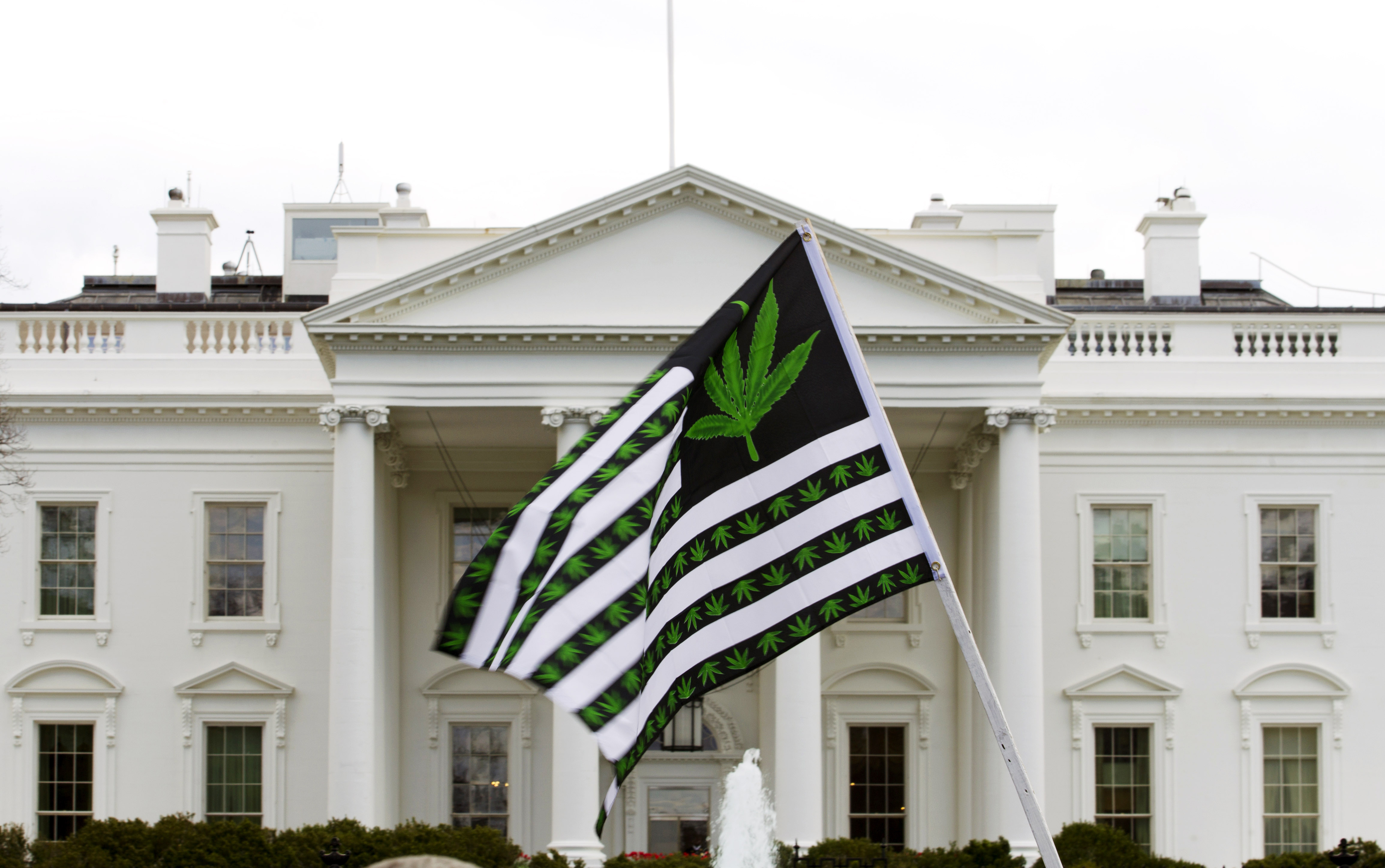 FILE - In this April 2, 2016 file photo, a demonstrator waves a flag with marijuana leaves on it during a protest calling for the legalization of marijuana, outside of the White House in Washington. Six states that allow marijuana use have legal tests for driving while impaired by the drug that have no scientific basis, according to a study by the nations largest automobile club that calls for scrapping those laws. ( AP Photo/Jose Luis Magana, File) (AP)